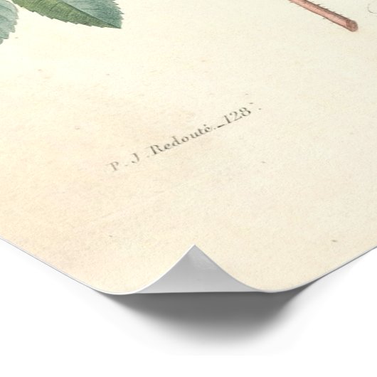 Rosier Canvas Print (Hoek)