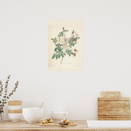 Rosier Canvas Print (Keuken)