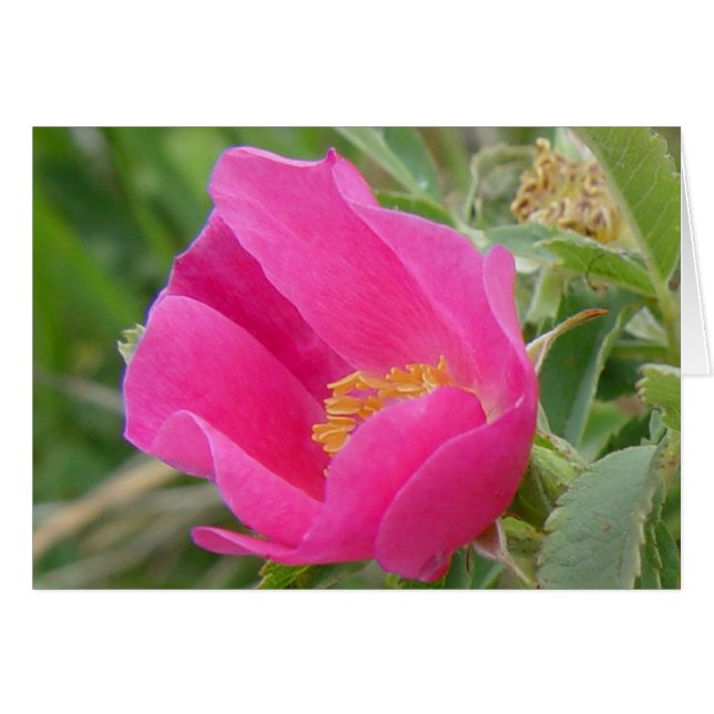 Rosier sauvage F7 (Devant horizontal)