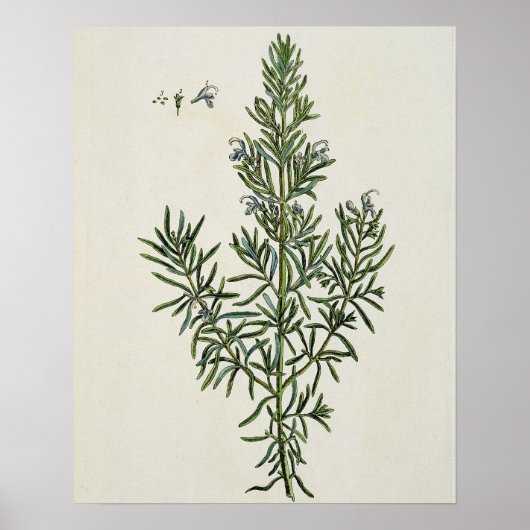Rosmarinus Officinalis uit 'A Curious Herbal', 1 Poster (Voorkant)