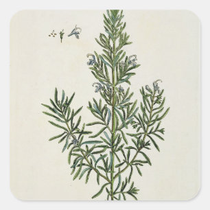 Rosmarinus Officinalis uit 'A Curious Herbal', 1 Vierkante Sticker