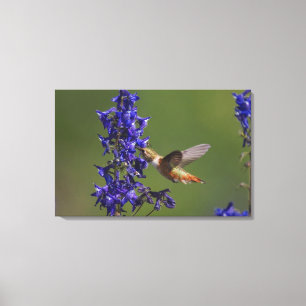 Rosse Kolibrie Canvas Afdruk