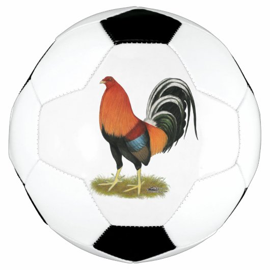 Roster de Gamecock Wheaten (Devant)