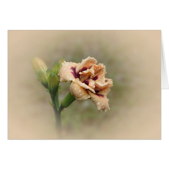 Roswitha - Daylily (Voorkant Horizontaal)