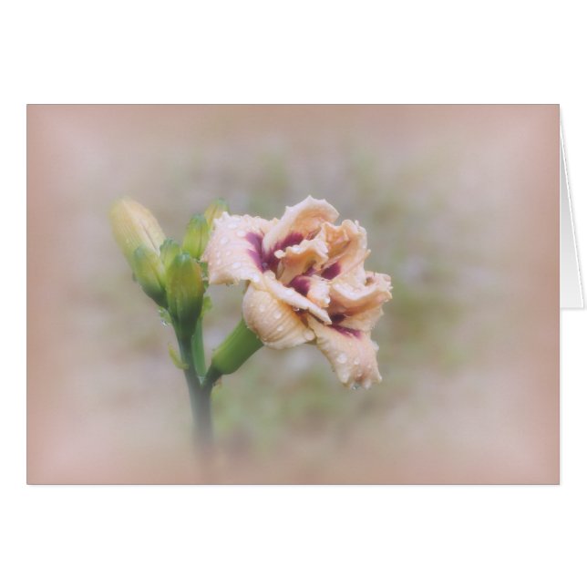 Roswitha Daylily Floral - Pastel (Devant horizontal)