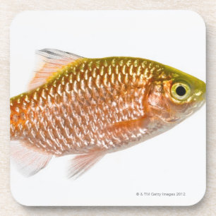 Rosy barbaars (Puntius conchonius) Drankjes Onderzetter