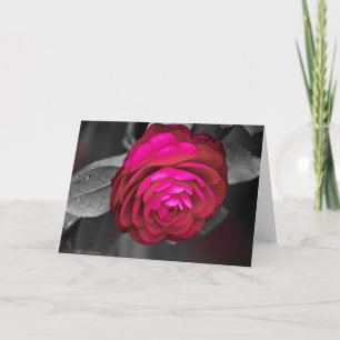 Rosy Camellia Lee Hiller Fotografie Kaart