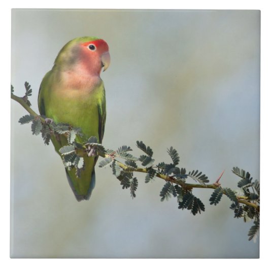Rosy-gelaatstrekkende liefvogel op een tak tegeltje (Voorkant)