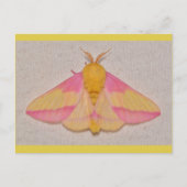 Rosy Maple Moth. Briefkaart (Voorkant)