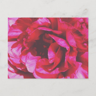 Rosy Roos Briefkaart