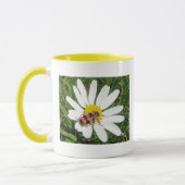 Rot-schwarzer Käfer auf weisser Margerite, Tasse (Gauche)