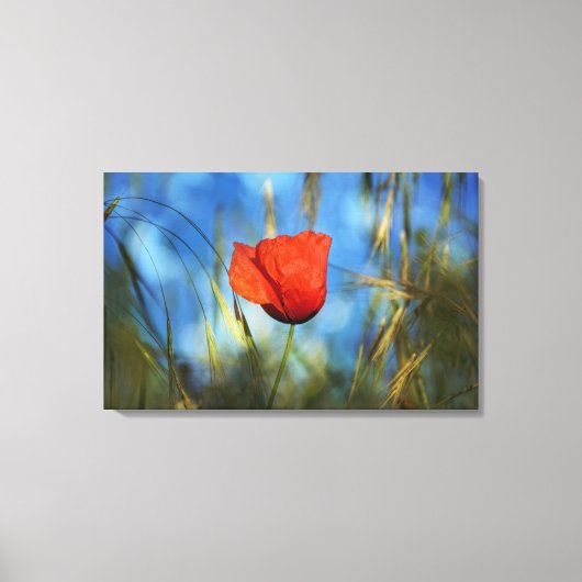 Rote Mohnblume Canvas Afdruk (Voorkant)