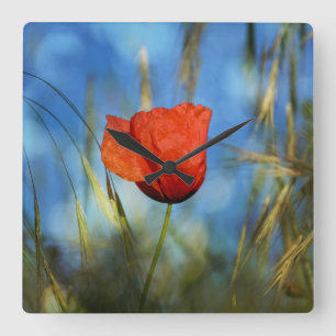 Rote Mohnblume Vierkante Klok