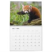 Rote Pandas Kalender (Mar 2026)