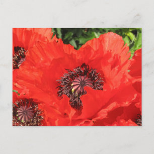 Roter Mohn Briefkaart