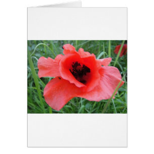 Roter Mohnblumenkelch