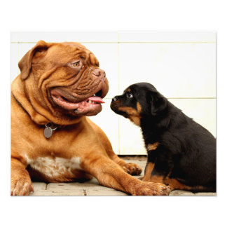 Roterende puppy dog yearning foto afdruk