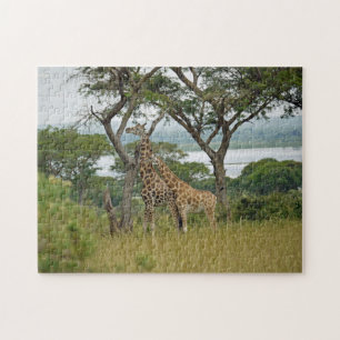 Rothschild-giraffen Oeganda. Legpuzzel