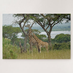 Rothschild-giraffen Oeganda. Legpuzzel