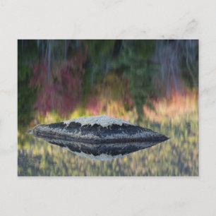 Rots- en boomreflectie, Lily Pond, Wit Briefkaart