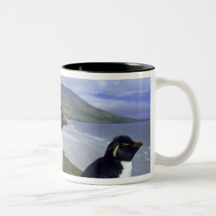 Rotsklip Pinguïns, (Eudyptes chrysocome), Tweekleurige Koffiemok