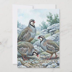 Rotspartiridge, Alectoris Graeca Jachtvogels Kaart