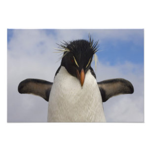 Rotspenguin Eudyptes chrysocome Foto Afdruk