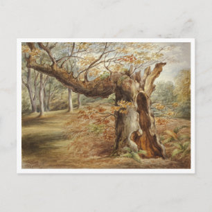 Rotting Tree door Elizabeth Murray Briefkaart