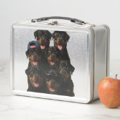 Rottweiler (In situ)