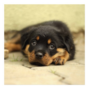 Rottweiler20150901 Foto Afdruk