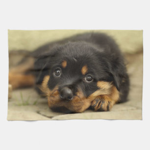 Rottweiler20150901 Theedoek