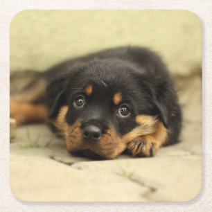 Rottweiler20150901 Vierkante Kartonnen Onderzetter