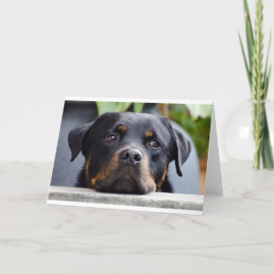 Rottweiler 2.png kaart