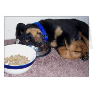 rottweiler à tête blanche.