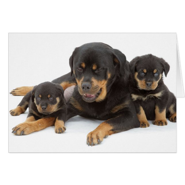 Rottweiler avec deux chiots (Devant horizontal)