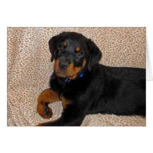 Rottweiler Blank Wenskaart