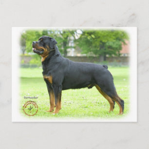 Rottweiler Briefkaart