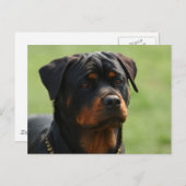 Rottweiler Briefkaart (Voorkant / Achterkant)