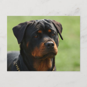 Rottweiler Briefkaart