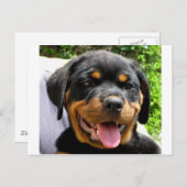 Rottweiler Briefkaart (Voorkant / Achterkant)