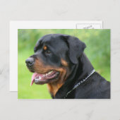 rottweiler briefkaart (Voorkant / Achterkant)