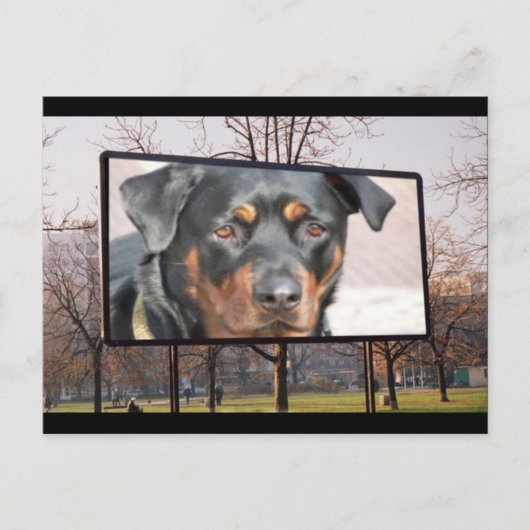 Rottweiler Dog Briefkaart (Voorkant)