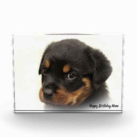 Rottweiler Dog Fotoblokken (Voorkant)