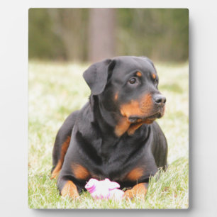 Rottweiler Dog Fotoplaat