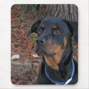 Rottweiler door de Muismat van de Boom van Redwood