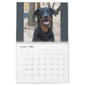 Rottweiler et calendrier Pitbull (Jan 2026)