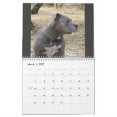 Rottweiler et calendrier Pitbull (Mar 2027)