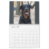 Rottweiler et calendrier Pitbull (Jan 2027)
