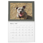 Rottweiler et calendrier Pitbull (Feb 2027)