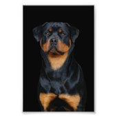 Rottweiler   foto afdruk (Voorkant)